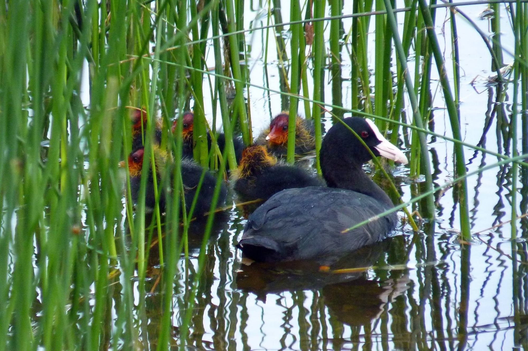 Tierwelt Wasservögel Neubäuer See