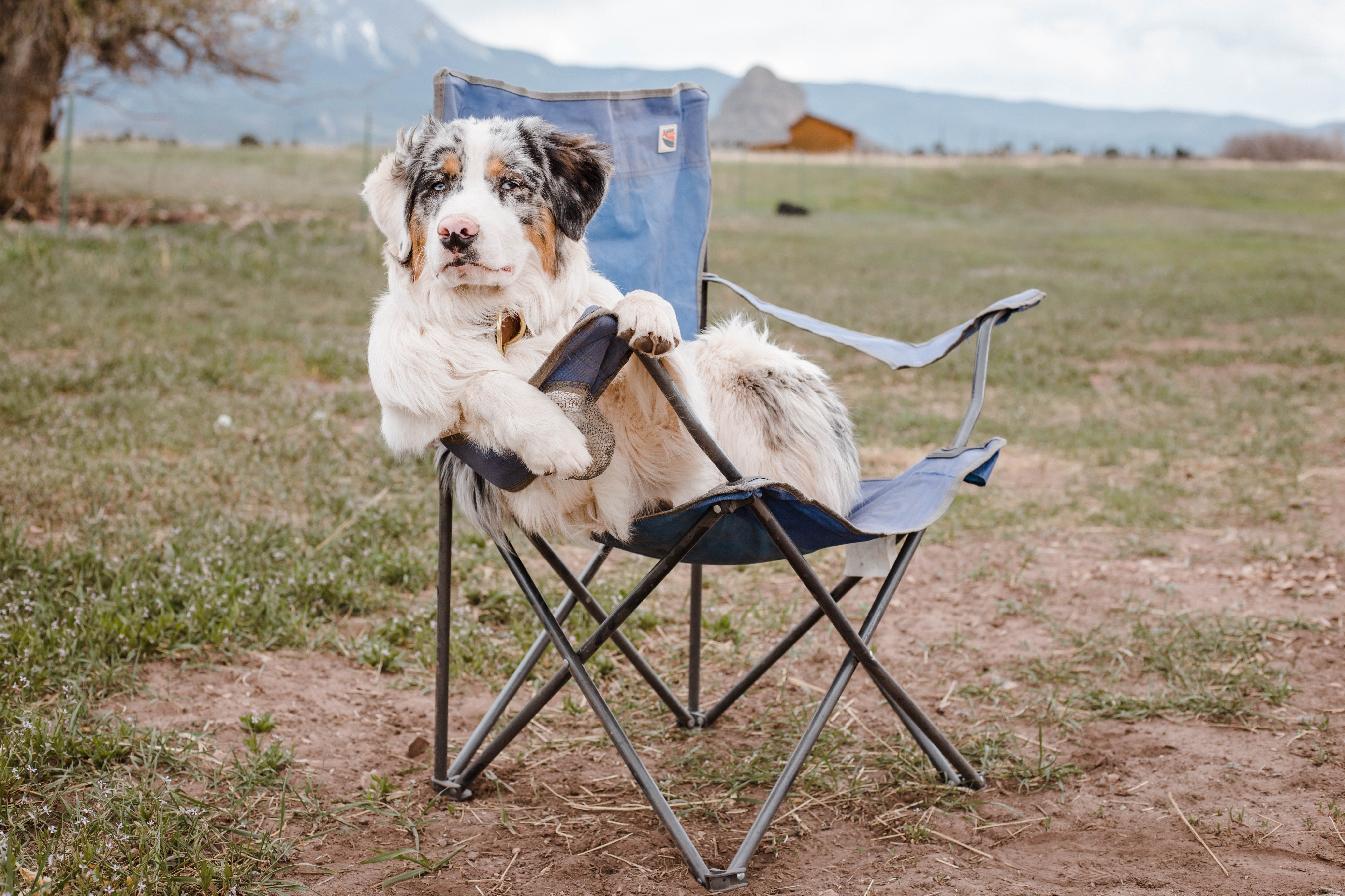 hund in campingstuhl.jpg Hund sitzt im Campingstuhl - Camping mit Hund - See-Campingpark Neubäu
